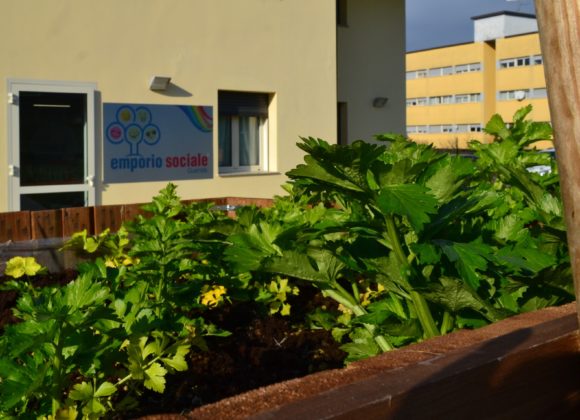 piante verdi nell'orto dell'emporio sociale