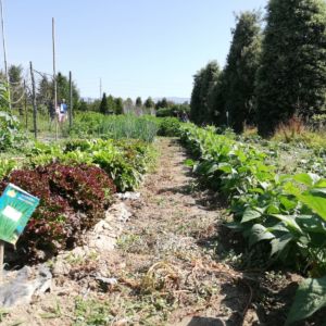 Il laboratorio di Ortogiardino del progetto SALI
